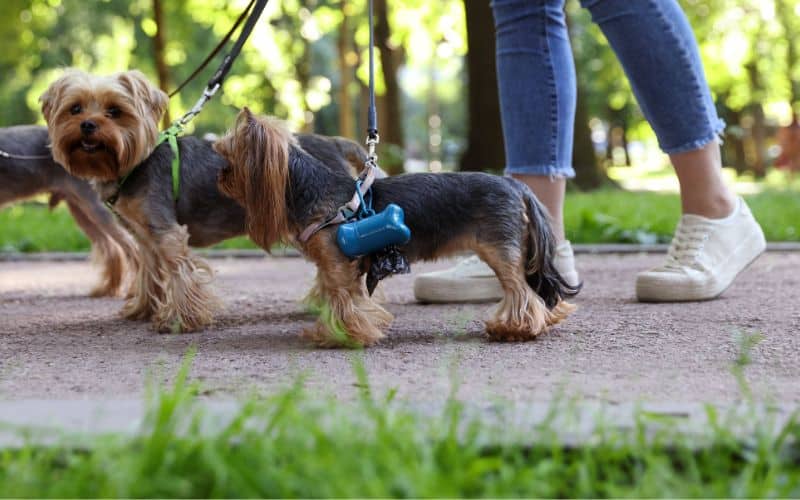 dogs walking