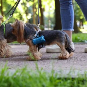 Dog waste bags